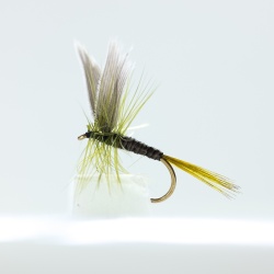 Olive Quill Dry Fly by the dozen